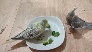 Cockatiels eating broccoli