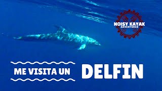 Esto no me pasa todos los dias! - delfines desde kayak @NoisyKayakAdventures