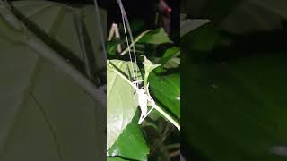 Night feeder .... insects of Costa Rica