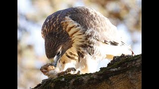 RED TAILED HAWK WITH SQUIRREL, MOUNT AUBURN 2047 MON.  NOV.  13, 2023 3816 3851 CC