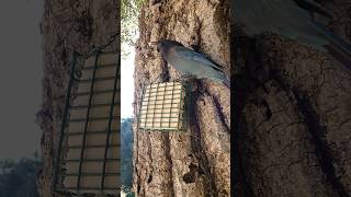 Steller's Jay 🐦Oak Tree Suet Snack #stellersjay