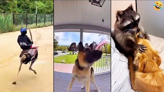 Funny ANIMALS videos 😅 Funniest CATS 😺 and DOGS 🐕 2024