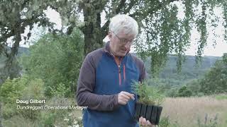 Doug Gilbert on how to identify Scots pine | Trees for Life