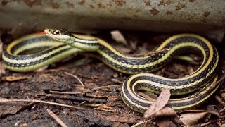 RIBBON SNAKE  - facts & Information