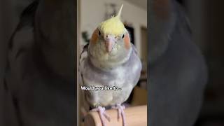 she loves her scritches 🤭#cockatiel #birds #parrot #pets #cute #shorts