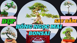 HỒNG NGỌC MAI BONSAI VẺ ĐẸP LÀM SAY ĐẮM LÒNG NGƯỜI