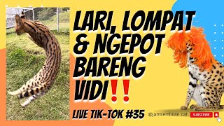 VIDI LARI NYA CEPET BANGET‼️ LOMPATNYA JUGA TINGGI‼️ #kucingsultan #jamsembilan #serval