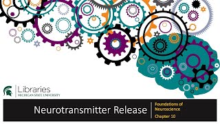 Chapter 10 - Neurotransmitter Release