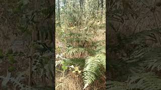 Bosque montañoso de verano y plena naturaleza en la Sierra de Guadarrama, Madrid, España.