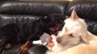 Kimbo & Spirit fight on sofa - Round 2