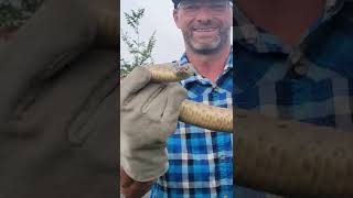 Rattlesnake in a neighborhood full of kids.   Relocated it to the mountains.