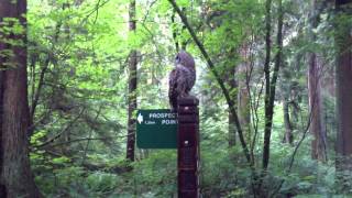 Eagle owl at Stanley Park, Vancouver BC