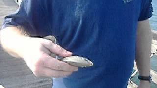 Bogue Inlet Pier Fishing