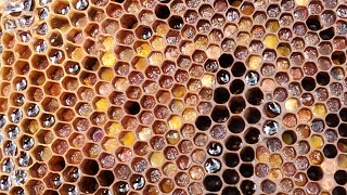 inmensa cantidad de pollen de abejas en puerto plata  rep dom