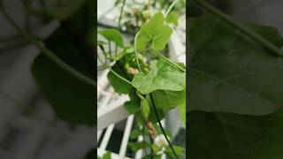 దొండపాదు మా terrace garden లో #ivygourd #vegetables #vegetablegarden #trendingshorts #ytshorts #yt