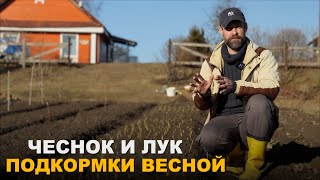 Чеснок будет размером с кулак.