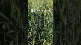 قمح سخا 95