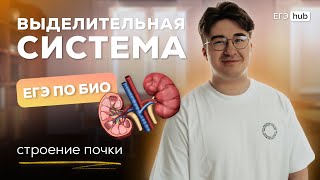 ВЫДЕЛИТЕЛЬНАЯ СИСТЕМА | АНАТОМИЯ | АРТУР ВАЙНБЕРГ