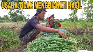 PANEN KACANG KE6 56(hst)