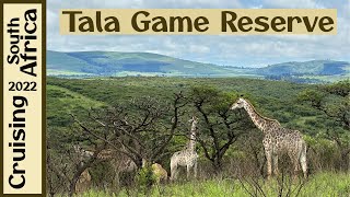 Tala Game Reserve | Durban | Giraffes!