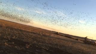 Just a few snow geese.