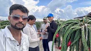 Dragon Fruit Farm Visit in Vietnam @kisaanmitra #dragon_fruit #dragonfruitfarming