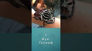 ТОП 10 гигантских насекомых #shorts #short #комарик #шортс