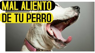 5 trucos para combatir el mal aliento de tu perro