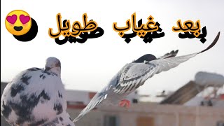 رجعت عندي حمامة بعد غياب طويل😍😍