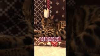 頭に王冠のっけても寝れる猫が可愛い！ #猫