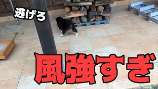 外に出ると猫が逃げるほどの暴風でした