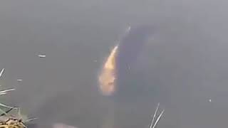 Video of a Human face FISH