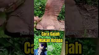 Cara Gajah Makan Kelapa