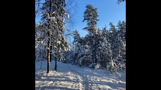 Walking in Mārupe forest. Latvia, 17.01.2021