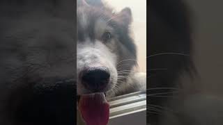 Husky are so beautiful dogs 🐕 #uae #foryou #shortvideo #india #pets #azerbaijan #husky #russia #usa