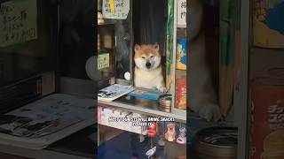 A shiba lnu who owns a small shop#youtubeshorts #shorts #animals #funny #puppy #dog #love #cute