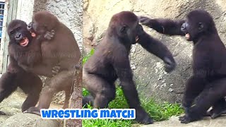 "Daily Wrestling Fun: A Brotherly Showdown Every Day!"🦍😆🦍🤣兄弟每日摔角日常，天天上演的精彩對決！