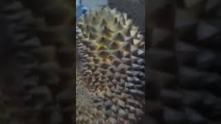 Duri durian#shorts #ytshorts #short #ytshort #shortvideo #ytshortsvideo #durian #durenmontong #duren