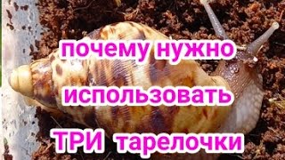 Для чего я использую три тарелочки? Совет как вырастить огромных улиток🐌💕🌿❤#supersnails