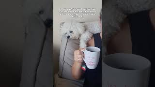 Good morning! #shorts #youtube #short #shortvideo #dog #cute #doglover #youtubeshorts #youtubeshort