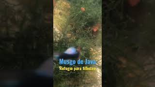 Musgo de Java é um excelente refúgio para os filhotes