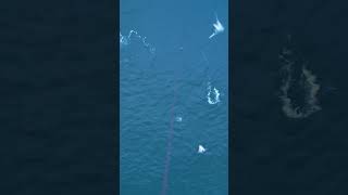 The Epic Moment: Drone Bait vs. Meter Long Queenfish