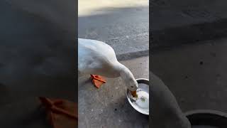 That run! 🥰🦆🩵 #fyp #morning #cute #smile #funny #cuteanimals