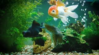 Oranda Lion Head Black Moor Goldfish