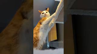 kucing gemoy joget lucu🐈🐈 cat dance funny ciut😻💞 #cat #kucingjoget #catvideos #catdance