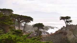 Lonely cypress tree