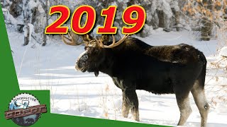 ЖИВОТНЫЕ 2019.  ЧАСТЬ 1.  ЛОСИ С КВАДРОКОПТЕРА.