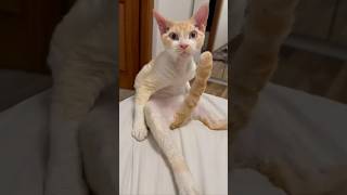 CATS FUNNY CUTE VIDEOS 🐾 373