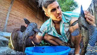 COOKING MY PET FISH VIETNAMESE STYLE | Lôi Cá Kiểng Trong Hồ Lên NẤU?!!