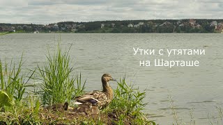 Утки с утятами на Шарташе | Ураловед